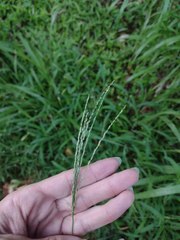 Digitaria setigera