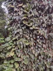 Philodendron erubescens