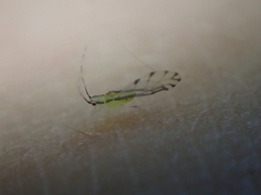 Pterygota