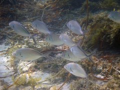 Pseudocaranx wrighti