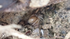 Oedothorax fuscus