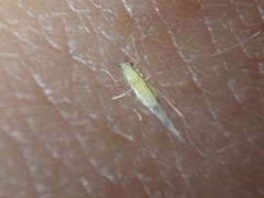 Pterygota