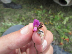 Desmodium subsessile