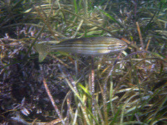 Helotes octolineatus