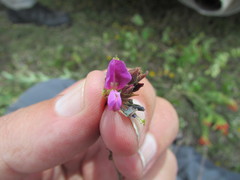Desmodium subsessile