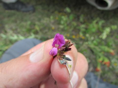 Desmodium subsessile