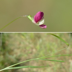 Lathyrus nissolia