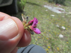 Desmodium subsessile