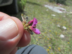 Desmodium subsessile