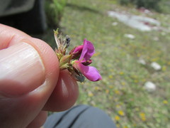 Desmodium subsessile