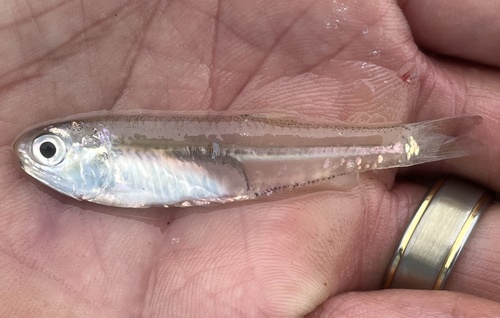 Bay anchovy (Anchoa mitchilli) — Engraulidae
