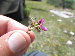 Desmodium subsessile