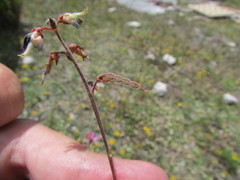 Desmodium subsessile