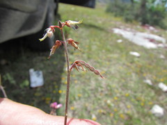Desmodium subsessile