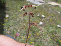 Desmodium subsessile
