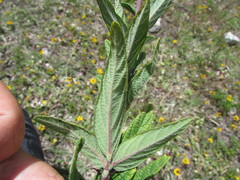 Desmodium subsessile