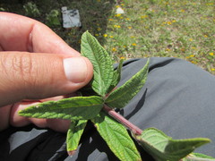 Desmodium subsessile