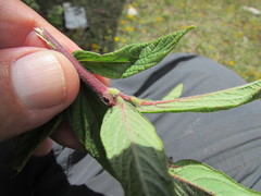 Desmodium subsessile