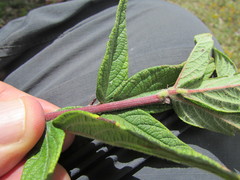 Desmodium subsessile