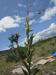 Desmodium subsessile
