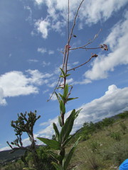 Desmodium subsessile
