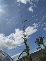 Desmodium subsessile