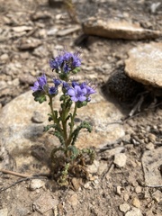 Phacelia corrugata