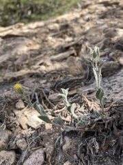 Xanthisma grindelioides