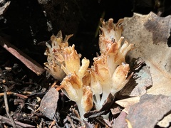 Pityopus californicus