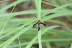 Vitacea scepsiformis