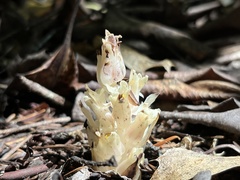 Pityopus californicus