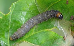 Choristoneura hebenstreitella