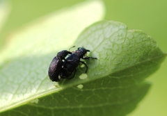 Magdalis ruficornis