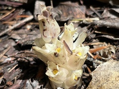 Pityopus californicus