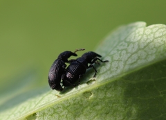 Magdalis ruficornis