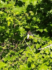 Libellula depressa