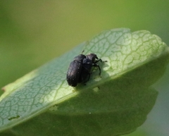 Magdalis ruficornis