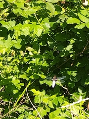 Libellula depressa