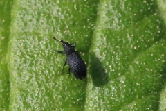 Magdalis ruficornis