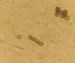 Licea minima