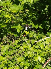 Libellula depressa