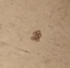 Licea minima