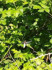 Libellula depressa