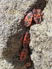 Pyrrhocoris apterus