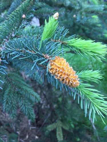 Chrysomyxa woroninii image