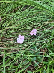 Tephrosia florida