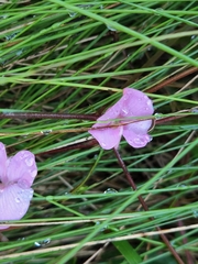 Tephrosia florida