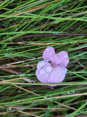 Tephrosia florida