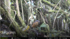 Grallaria squamigera