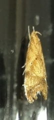 Brachmia blandella